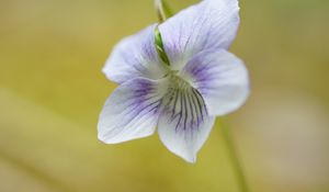 Preview wallpaper violet, petals, flowers, purple, macro