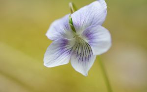 Preview wallpaper violet, petals, flowers, purple, macro