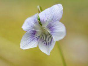 Preview wallpaper violet, petals, flowers, purple, macro