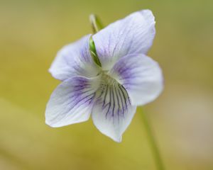 Preview wallpaper violet, petals, flowers, purple, macro
