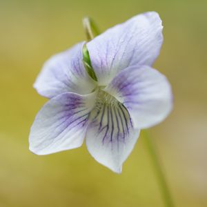 Preview wallpaper violet, petals, flowers, purple, macro