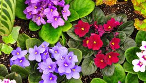 Preview wallpaper violets, flower, herbs, different, flowerbed, garden, ground