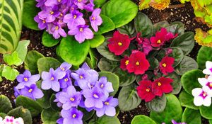 Preview wallpaper violets, flower, herbs, different, flowerbed, garden, ground