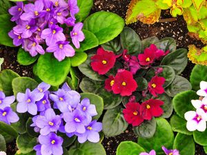 Preview wallpaper violets, flower, herbs, different, flowerbed, garden, ground