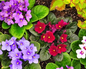 Preview wallpaper violets, flower, herbs, different, flowerbed, garden, ground