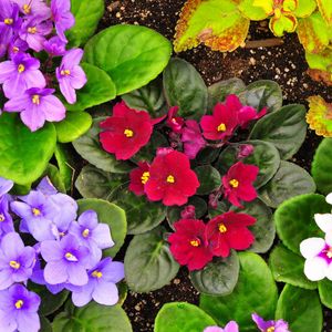 Preview wallpaper violets, flower, herbs, different, flowerbed, garden, ground