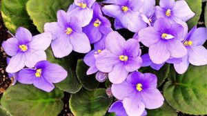Preview wallpaper violets, flowering, indoor, foliage, pot