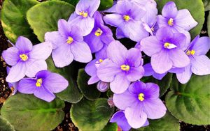 Preview wallpaper violets, flowering, indoor, foliage, pot