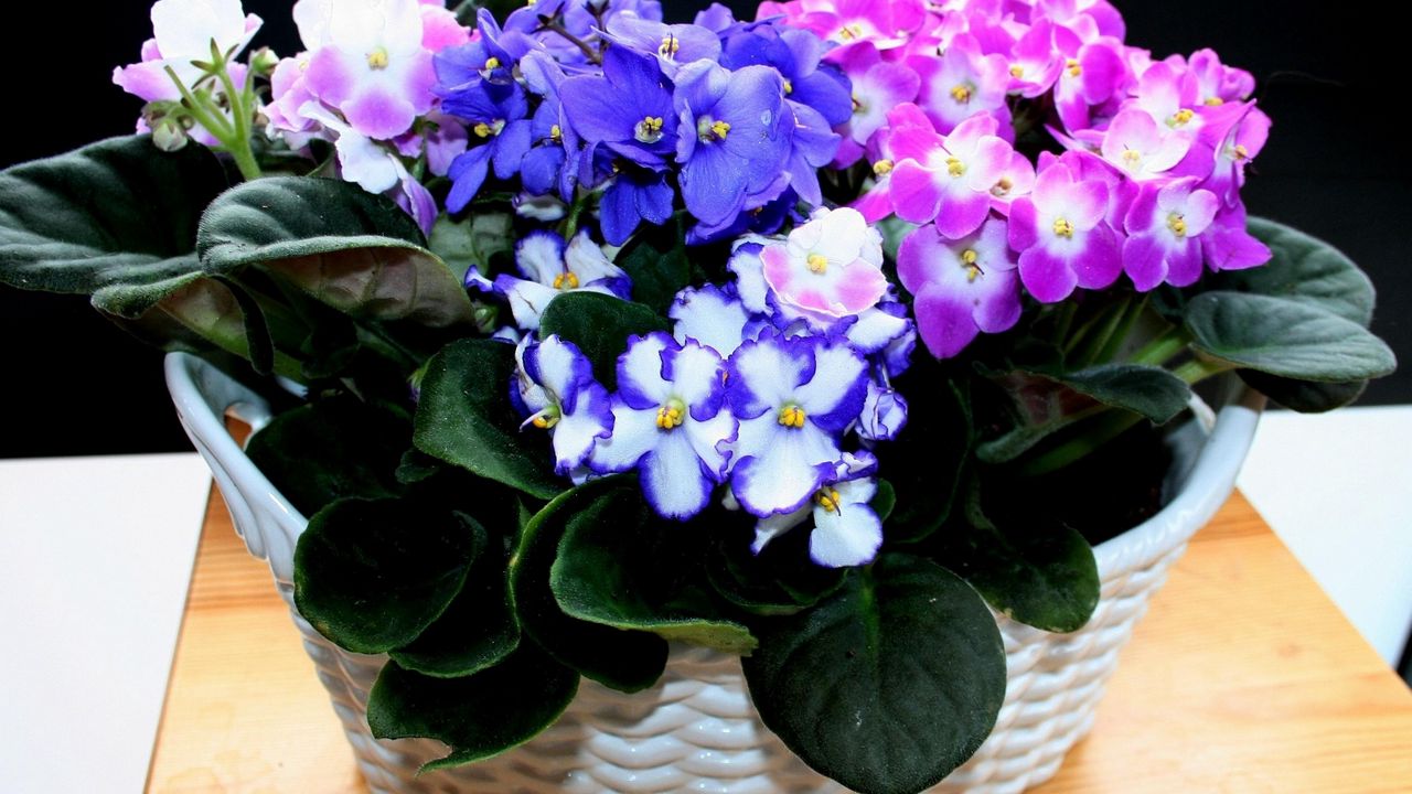 Wallpaper violets, flowers, indoor, colorful