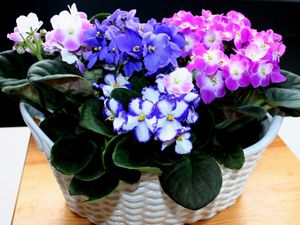 Preview wallpaper violets, flowers, indoor, colorful