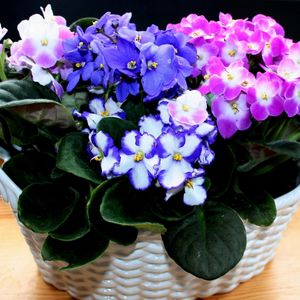 Preview wallpaper violets, flowers, indoor, colorful