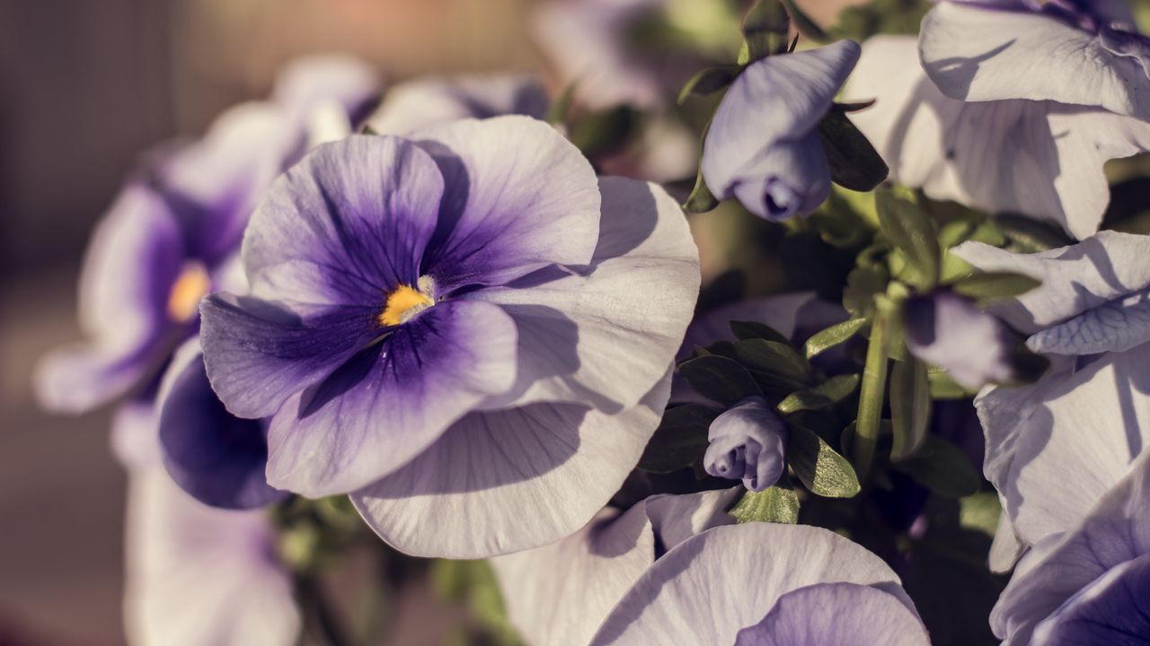 Wallpaper violets, flowers, petals