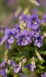 Preview wallpaper violets, flowers, petals, purple