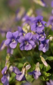 Preview wallpaper violets, flowers, petals, purple