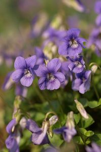 Preview wallpaper violets, flowers, petals, purple