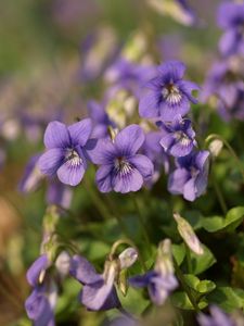 Preview wallpaper violets, flowers, petals, purple