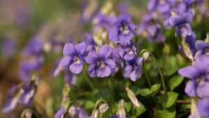 Preview wallpaper violets, flowers, petals, purple