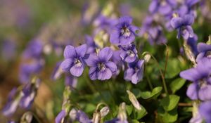 Preview wallpaper violets, flowers, petals, purple