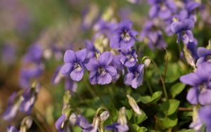 Preview wallpaper violets, flowers, petals, purple