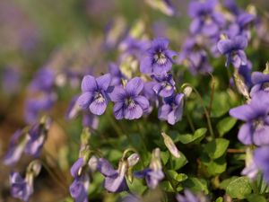 Preview wallpaper violets, flowers, petals, purple