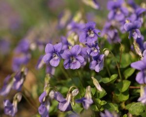 Preview wallpaper violets, flowers, petals, purple