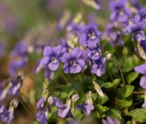 Preview wallpaper violets, flowers, petals, purple