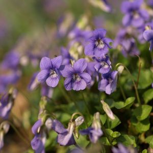 Preview wallpaper violets, flowers, petals, purple