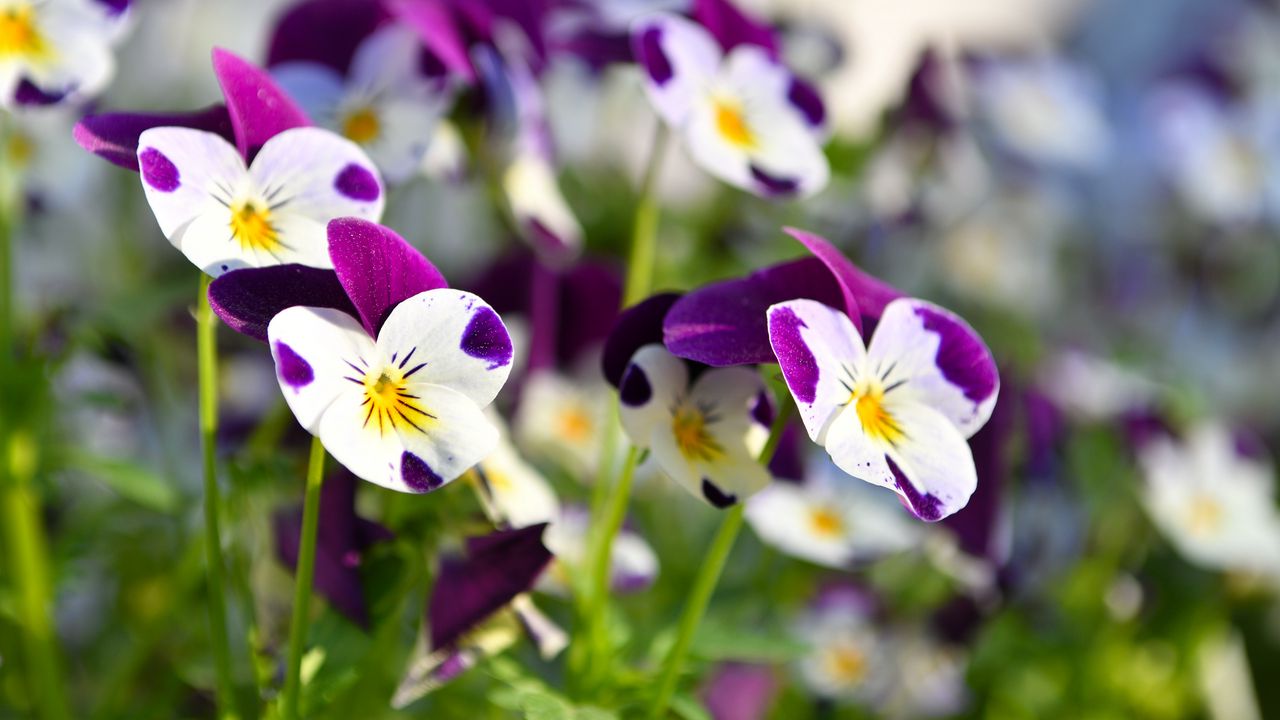 Wallpaper violets, flowers, petals, blur