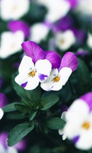 Preview wallpaper violets, flowers, purple, white, bloom, plant