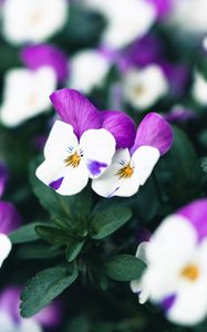 Preview wallpaper violets, flowers, purple, white, bloom, plant