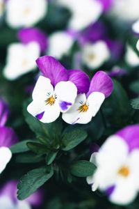 Preview wallpaper violets, flowers, purple, white, bloom, plant