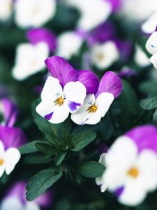 Preview wallpaper violets, flowers, purple, white, bloom, plant