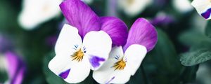 Preview wallpaper violets, flowers, purple, white, bloom, plant