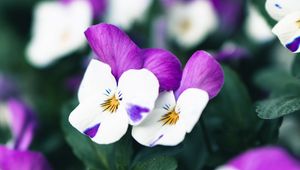 Preview wallpaper violets, flowers, purple, white, bloom, plant