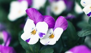 Preview wallpaper violets, flowers, purple, white, bloom, plant