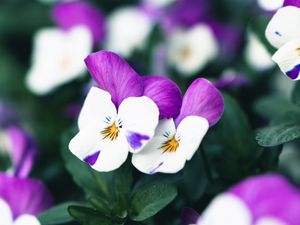 Preview wallpaper violets, flowers, purple, white, bloom, plant