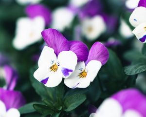 Preview wallpaper violets, flowers, purple, white, bloom, plant