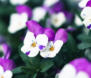 Preview wallpaper violets, flowers, purple, white, bloom, plant