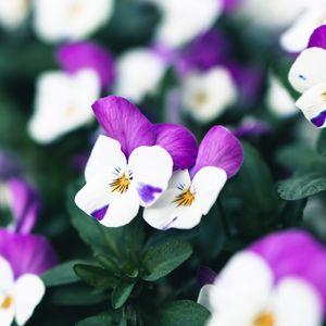 Preview wallpaper violets, flowers, purple, white, bloom, plant