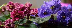 Preview wallpaper violets, pot flowers, leaves, blurring