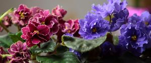 Preview wallpaper violets, pot flowers, leaves, blurring