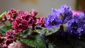 Preview wallpaper violets, pot flowers, leaves, blurring