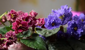 Preview wallpaper violets, pot flowers, leaves, blurring