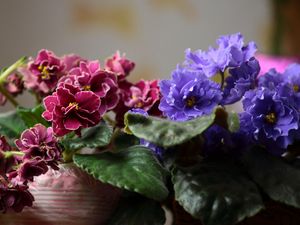 Preview wallpaper violets, pot flowers, leaves, blurring