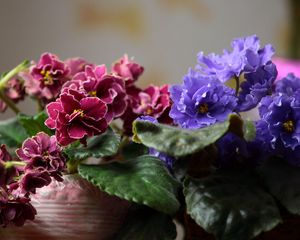 Preview wallpaper violets, pot flowers, leaves, blurring