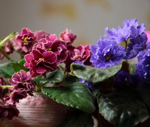 Preview wallpaper violets, pot flowers, leaves, blurring