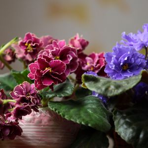 Preview wallpaper violets, pot flowers, leaves, blurring