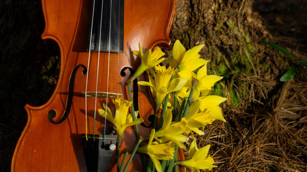 Wallpaper violin, musical instrument, flowers