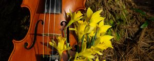 Preview wallpaper violin, musical instrument, flowers