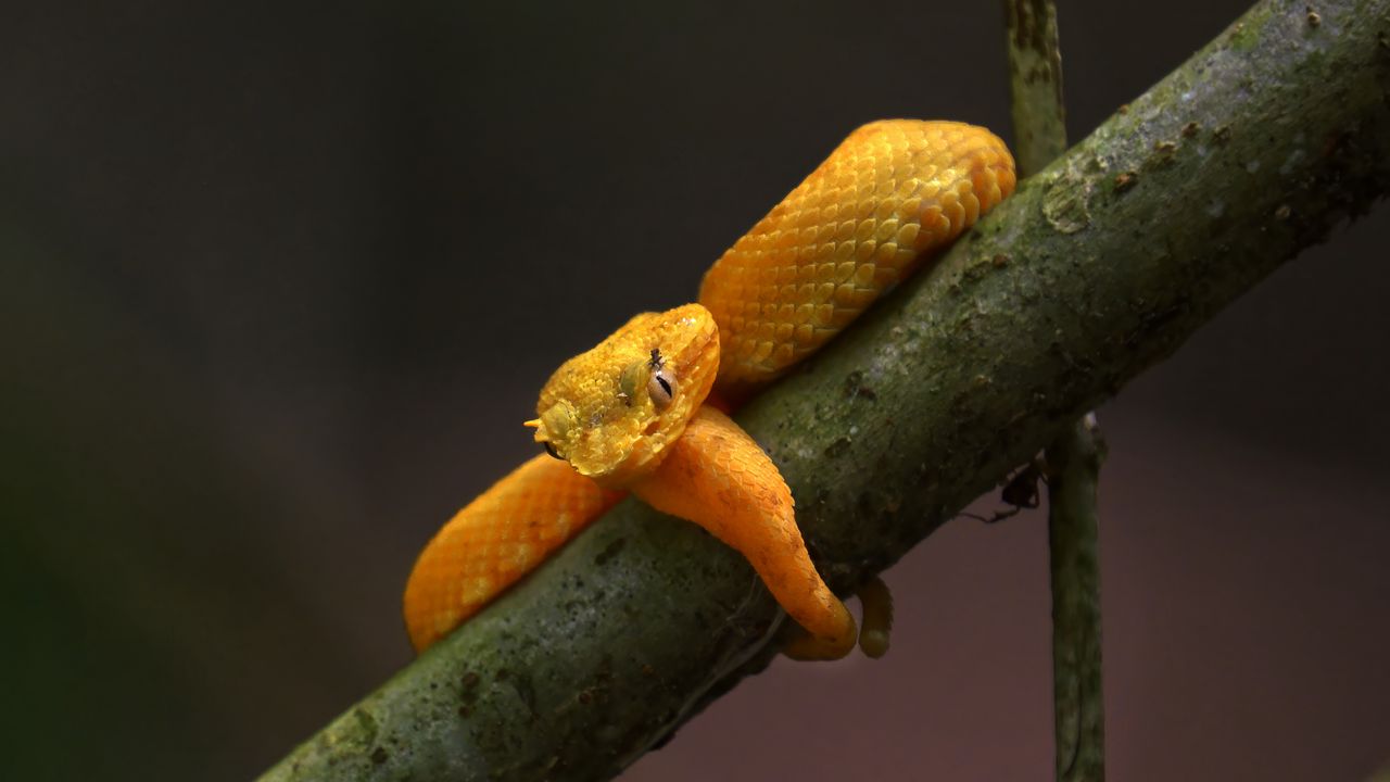 Wallpaper viper, snake, reptile, branch, yellow, wildlife